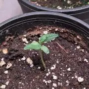 Purple OG Punch