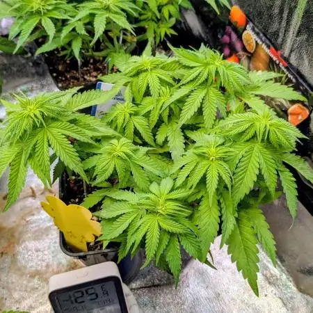 Orange Sherbet FF Fast Buds