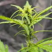 Toffee Pudding Auto Anesia Seeds