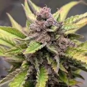 Diablo Rojo XL Auto - Sweet Seeds