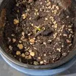 Skunk Auto Fast Buds Mini Grow