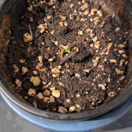 Skunk Auto Fast Buds Mini Grow
