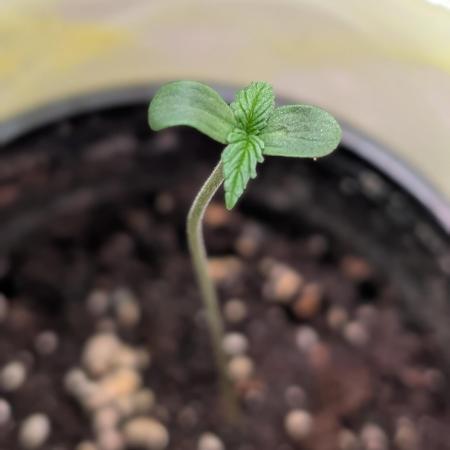 Hindu Kush Auto Sensi Seeds