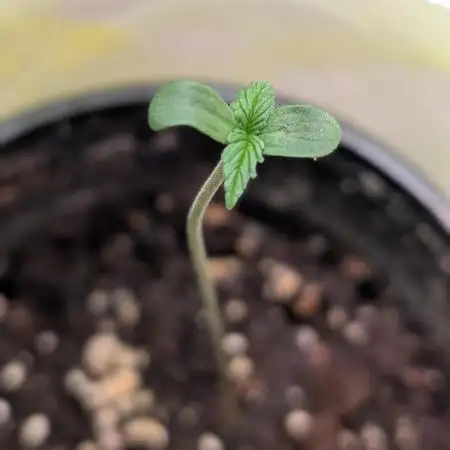 Hindu Kush Auto Sensi Seeds
