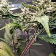 Papaya Cookies Auto Fast Buds