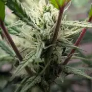 Permanent Jealousy XL Auto Sweet Seeds