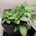 Skunk Auto Fast Buds Mini Grow