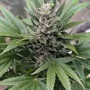 Auto Super Skunk - Sensible Seeds