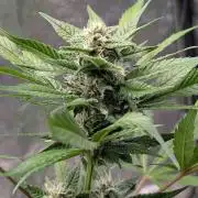 Diablo Rojo XL Auto - Sweet Seeds