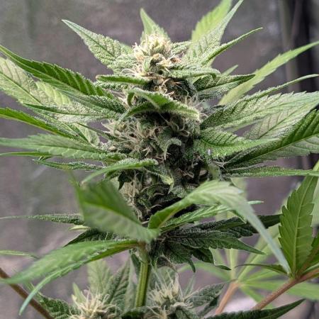 Diablo Rojo XL Auto - Sweet Seeds