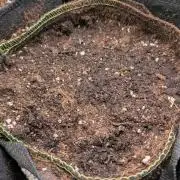 Toffee Pudding Auto Anesia Seeds