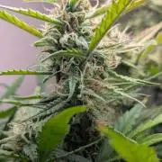 Permanent Jealousy XL Auto Sweet Seeds