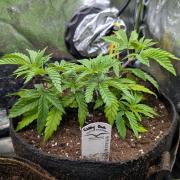 The Gassy One Super Sativa Seed Club