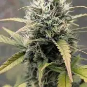 Crystal Candy XL Auto - Sweet Seeds