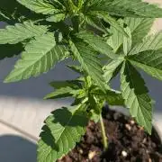 Auto Super Skunk - Sensible Seeds