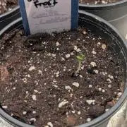 Sundae Frost