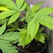 Super Boof Weed Seed Shop