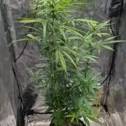 Strawberry Cola Sherbet F1 Sweet Seeds