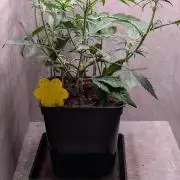 Permanent Jealousy XL Auto Sweet Seeds