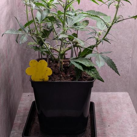 Permanent Jealousy XL Auto Sweet Seeds