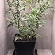 Hindu Kush Auto Sensi Seeds