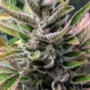 Auto Super Skunk - Sensible Seeds