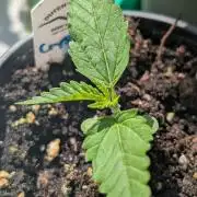 Crystal Candy XL Auto - Sweet Seeds