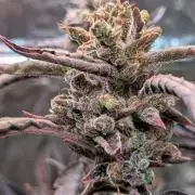Papaya Cookies Auto Fast Buds