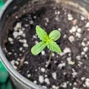 Papaya Cookies Auto Fast Buds