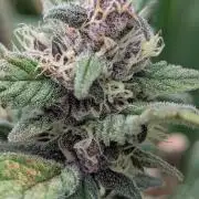 Purple Lemonade Auto Fast Buds Outdoor