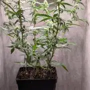 Hindu Kush Auto Sensi Seeds