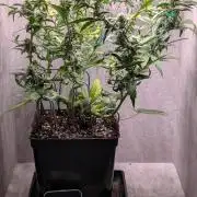 Hindu Kush Auto Sensi Seeds
