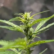 Toffee Pudding Auto Anesia Seeds