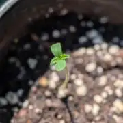 Papaya Cookies Auto Fast Buds
