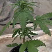 Diablo Rojo XL Auto - Sweet Seeds