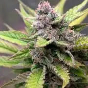 Diablo Rojo XL Auto - Sweet Seeds