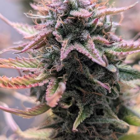 Skunk Auto Fast Buds Mini Grow