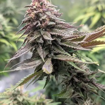 Tropicana Cookies FF Fast Buds