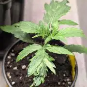 Eternity Grow Cup  Sticky Broccoli Auto