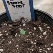 Banana Frost