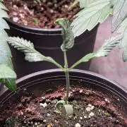 Purple OG Punch
