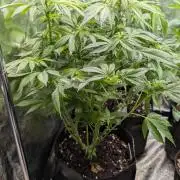 Super Boof Weed Seed Shop
