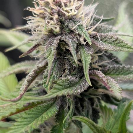 Tropicana Cookies FF Fast Buds