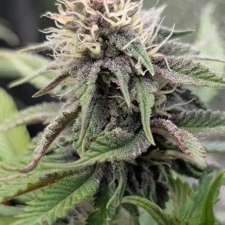 Tropicana Cookies FF Fast Buds