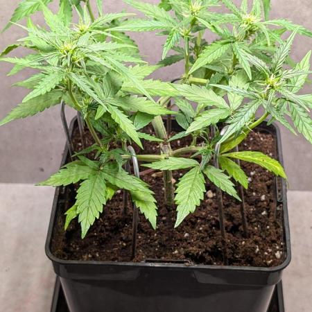 Hindu Kush Auto Sensi Seeds