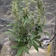 Toffee Pudding Auto Anesia Seeds