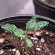 Purple OG Punch