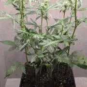 Hindu Kush Auto Sensi Seeds