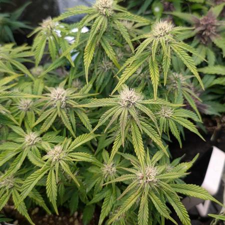 Studio 54 Stardust Auto Sweet Seeds