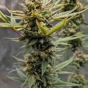 The Gassy One Super Sativa Seed Club